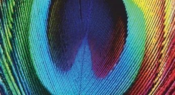 Osunlade – Peacock
