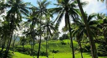 MALASIMBO FESTIVAL announces over 28+ MUSIC ARTISTS
