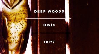 Deep Woods - Owl