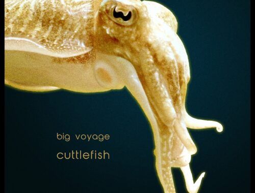 cr132_-_big_voyage_-_cuttlefish-final.jpg