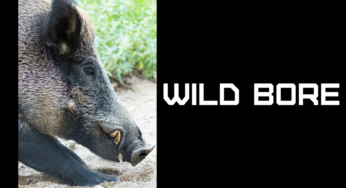 Conflux Recordings presents you “Wild Bore” by the UK dj and producer Catalyst