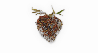 Strawberry Blonde Releases Indie Pop Track “Always”