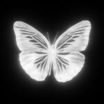 LUMINESCENZA-FARFALLA-Mariposa-artwork-small.jpg