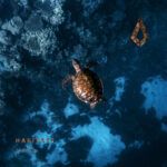 See-Artwork-1-TURTLE-1.jpg