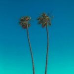 DPLM200_Bild_Palms-0.jpg